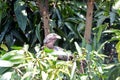 Eastern plaintain eater, Uganda