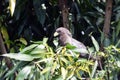 Eastern plaintain eater, Uganda Royalty Free Stock Photo