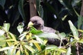 Eastern plaintain eater, Uganda Royalty Free Stock Photo