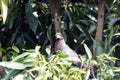 Eastern plaintain eater, Uganda Royalty Free Stock Photo