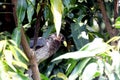 Eastern plaintain eater, Uganda Royalty Free Stock Photo