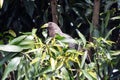 Eastern plaintain eater, Uganda Royalty Free Stock Photo