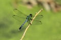 Eastern Pondhawk Dragonfly Royalty Free Stock Photo