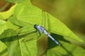 Eastern Pondhawk Dragonfly    708760 Royalty Free Stock Photo