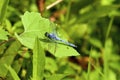 Eastern Pondhawk Dragonfly    708996 Royalty Free Stock Photo