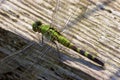 Eastern Pondhawk Female  709031 Royalty Free Stock Photo