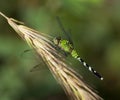 Eastern Pondhawk Royalty Free Stock Photo