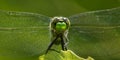 Eastern Pondhawk Royalty Free Stock Photo