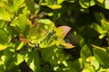 Eastern Pondhawk or Green Clearwing Female on Leaf