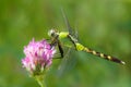 Eastern Pondhawk III Royalty Free Stock Photo
