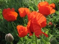 The eastern poppy