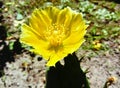 Eastern prickly pear cactus Royalty Free Stock Photo