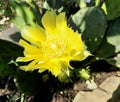 Eastern prickly pear cactus flower Royalty Free Stock Photo