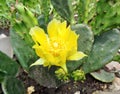 Eastern prickly pear cactus flower Royalty Free Stock Photo