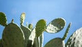 Eastern Prickly Pear cactus, Opuntia Humifusa against blue clear sky background Royalty Free Stock Photo