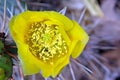 Eastern Prickly Pear, Cactus, Yellow flower Royalty Free Stock Photo