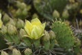 Eastern Prickly Pear Royalty Free Stock Photo