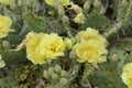 Eastern Prickly Pear Royalty Free Stock Photo