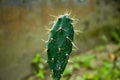 Eastern Prickly Pear or Opuntia humifusa or devil`s tongue Royalty Free Stock Photo