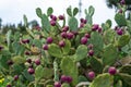 Eastern Prickly Pear tree cactus tree