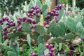 Eastern Prickly Pear tree Royalty Free Stock Photo