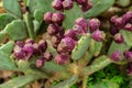 Eastern Prickly Pear tree Royalty Free Stock Photo