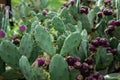 Eastern Prickly Pear tree cactus tree Royalty Free Stock Photo