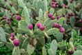 Eastern Prickly Pear tree cactus tree Royalty Free Stock Photo