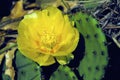 Eastern Prickly Pear 39105