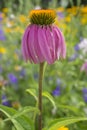 Eastern purple cone flower.