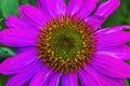 Eastern Purple Coneflower Blooming Macro