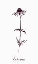 Eastern purple coneflower Echinacea purpurea flower stem with bud and leaves, doodle drawing with inscription Royalty Free Stock Photo