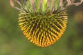 Eastern purple coneflower (Echinacea purpurea), Purple coneflower in summer, Germany Royalty Free Stock Photo