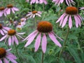 Eastern purple coneflower flowers (rudbeckia)