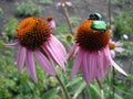 Eastern purple coneflower flowers (rudbeckia) with green chafer beetles