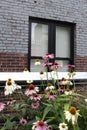 Eastern purple coneflower in front of a glass window and a brick wall