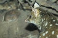 Eastern quoll Royalty Free Stock Photo