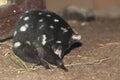 Eastern quoll Royalty Free Stock Photo