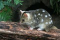 Eastern Quoll, Tasmania, Australia.