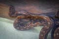 Eastern Rainbow Boa snake