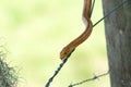Eastern Rat Snake on Barbed wire Royalty Free Stock Photo