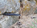 Eastern rat snake hiding in a stone wall Royalty Free Stock Photo