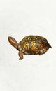 Eastern Box Turtle Isolated On A White Background Royalty Free Stock Photo