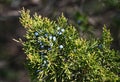 Eastern Red Cedar Berries