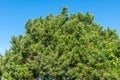 Eastern red cedar tree a.k.a. Virginian juniper Juniperus virginiana, with white berries - Fort Island Gulf Beach, Crystal River Royalty Free Stock Photo