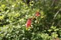 Eastern Red Columbine Aquilegia canadensis