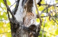 Eastern Red Morph Screech-Owl Megascops asio in Ash Tree Royalty Free Stock Photo