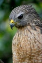 Eastern Red Shoulder Hawk