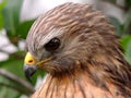 Eastern Red Shoulder Hawk