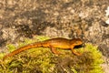 Eastern Red-spotted Newt- Notophthalmus viridescens Royalty Free Stock Photo